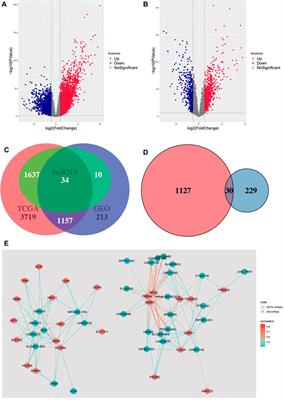 A Prognostic Ferroptosis-Related lncRNA Model Associated With Immune Infiltration in Colon Cancer